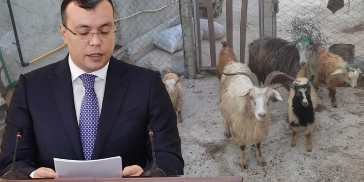 Nazirin əmri ilə verilən keçilər öldü – Məşğulluq Mərkəzi heyvanları tələb edir