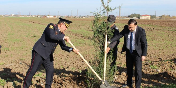 Cəlilabadda növbəti dəfə ağacəkmə aksiyası keçirilib-Foto