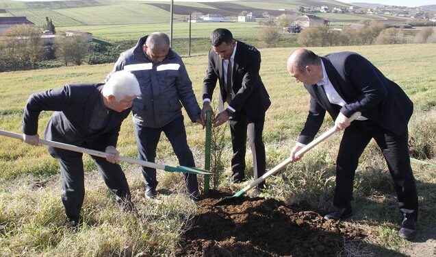 Cəlilabadda ağacəkmə aksiyası – Fotolar