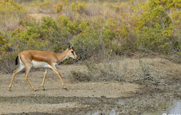 Ceyrançölün ceyransız qalan çölləri – VİDEO