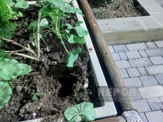 Cəlilabadda parkdan gül dibçəkləri oğurlayan şəxslər saxlanılıb