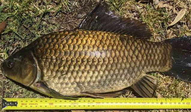 Dünyanın ən uzun qızıl balığı tutuldu