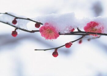 Bu əraziyə 31 sm qar yağıb – FAKTİKİ HAVA