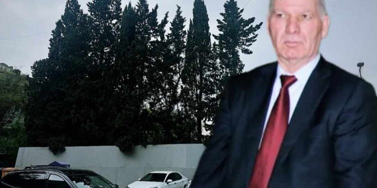 Əsabil Qasımovun şirkəti ağacları məhv edir – FOTO