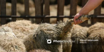 Türkiyədə bayram günü qurban kəsərkən 16 min insan xəsarət alıb