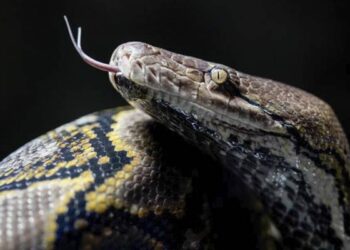 İlan 45 yaşlı qadını uddu