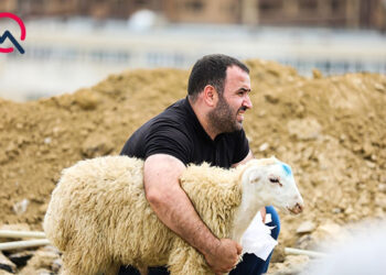 Qurban kəsirik: nəyi bilməliyik?