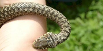 Moruq yığan qadını ilan sancıb öldürdü