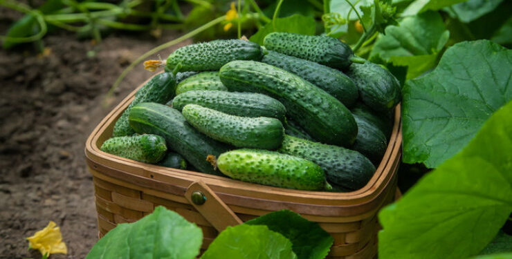 Hər gün xiyar yesək, orqanizmdə nə baş verər?