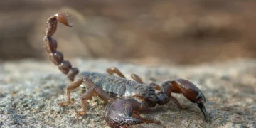 Cəlilabadda 90 yaşlı kişini əqrəb sancıb