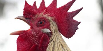 Xoruz davaya səbəb oldu – 3 nəfər bıçaqlandı