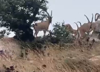 Zəngilanda maraqlı görüntü – Video