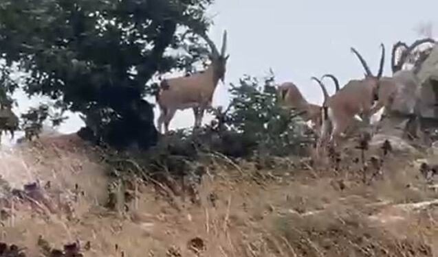 Zəngilanda maraqlı görüntü – Video