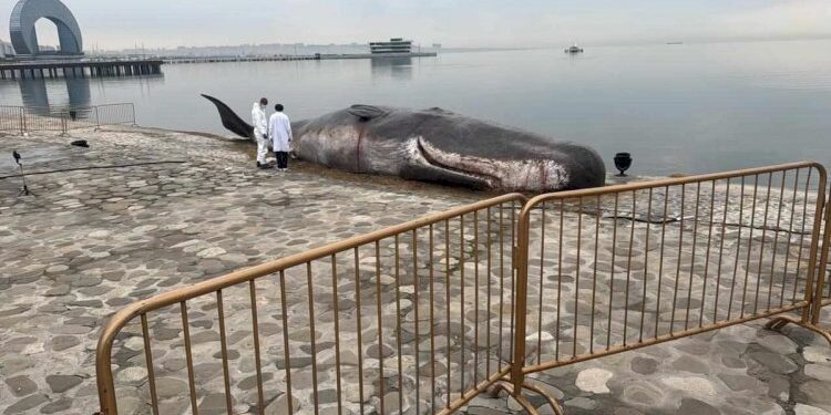 Bakı bulvarında tapılan nəhəng canlı heyrət doğurdu – VİDEO