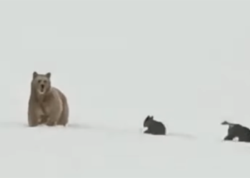 Laçında ayıların görüntüsü maraqla qarşılandı – Video