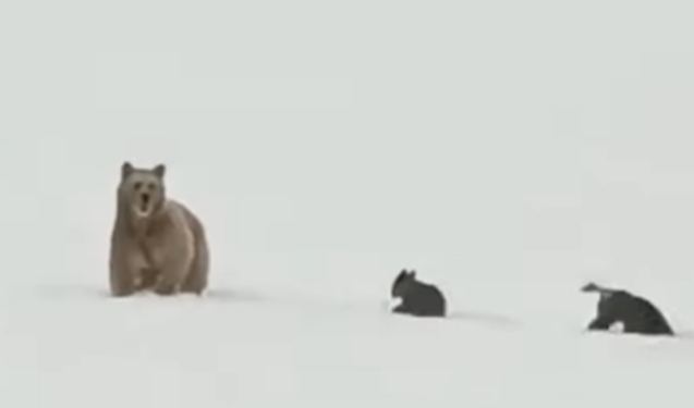 Laçında ayıların görüntüsü maraqla qarşılandı – Video