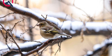 Temperatur 15° enəcək, qar yağacaq – Xəbərdarlıq