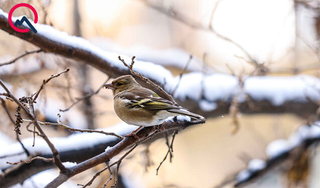 Temperatur 15° enəcək, qar yağacaq – Xəbərdarlıq