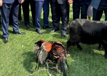 Azərbaycanda icra başçısı xoruz döyüşdürdü: Bacısı oğlu ilə…