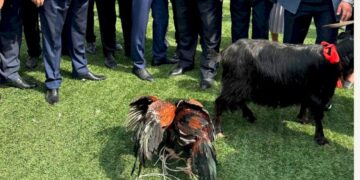 Azərbaycanda icra başçısı xoruz döyüşdürdü: Bacısı oğlu ilə…