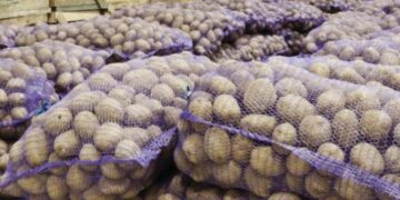 500 ton kartofun sahibi tapılmır – Gömrükdə çürüyür