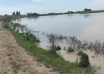 Sabirabadda Kürün səviyyəsi artdı: Bəzi ərazilər SU ALTINDA QALDI