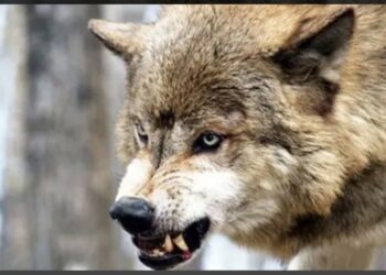 Lənkəran və Masallıda canavarlar kəndə hücum etdi