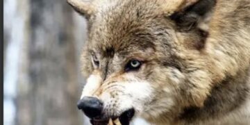 Lənkəran və Masallıda canavarlar kəndə hücum etdi