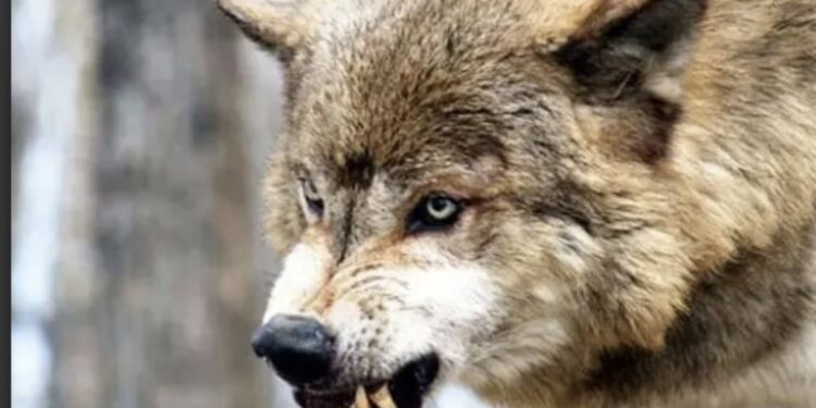 Lənkəran və Masallıda canavarlar kəndə hücum etdi